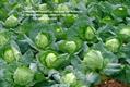 Brassica oleracea Capitata